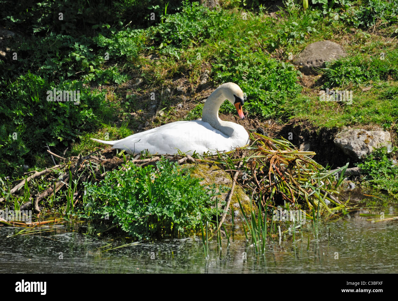 Mute swan nesting on the Northern Reach of the Lancaster to Kendal canal. Tewitfield, Cumbria, England, United Kingdom, Europe. Stock Photo