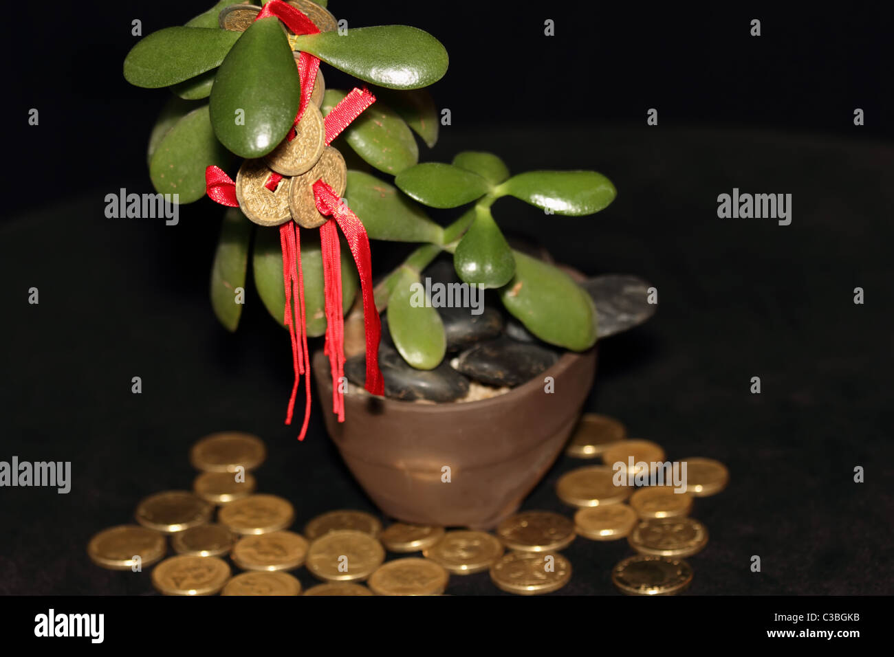 Lucky Money Tree Stock Photos Lucky Money Tree Stock Images Alamy