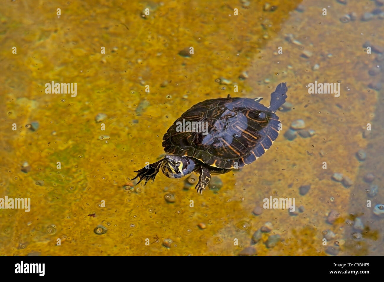 Wasserschildkröten in Italien Stock Photo