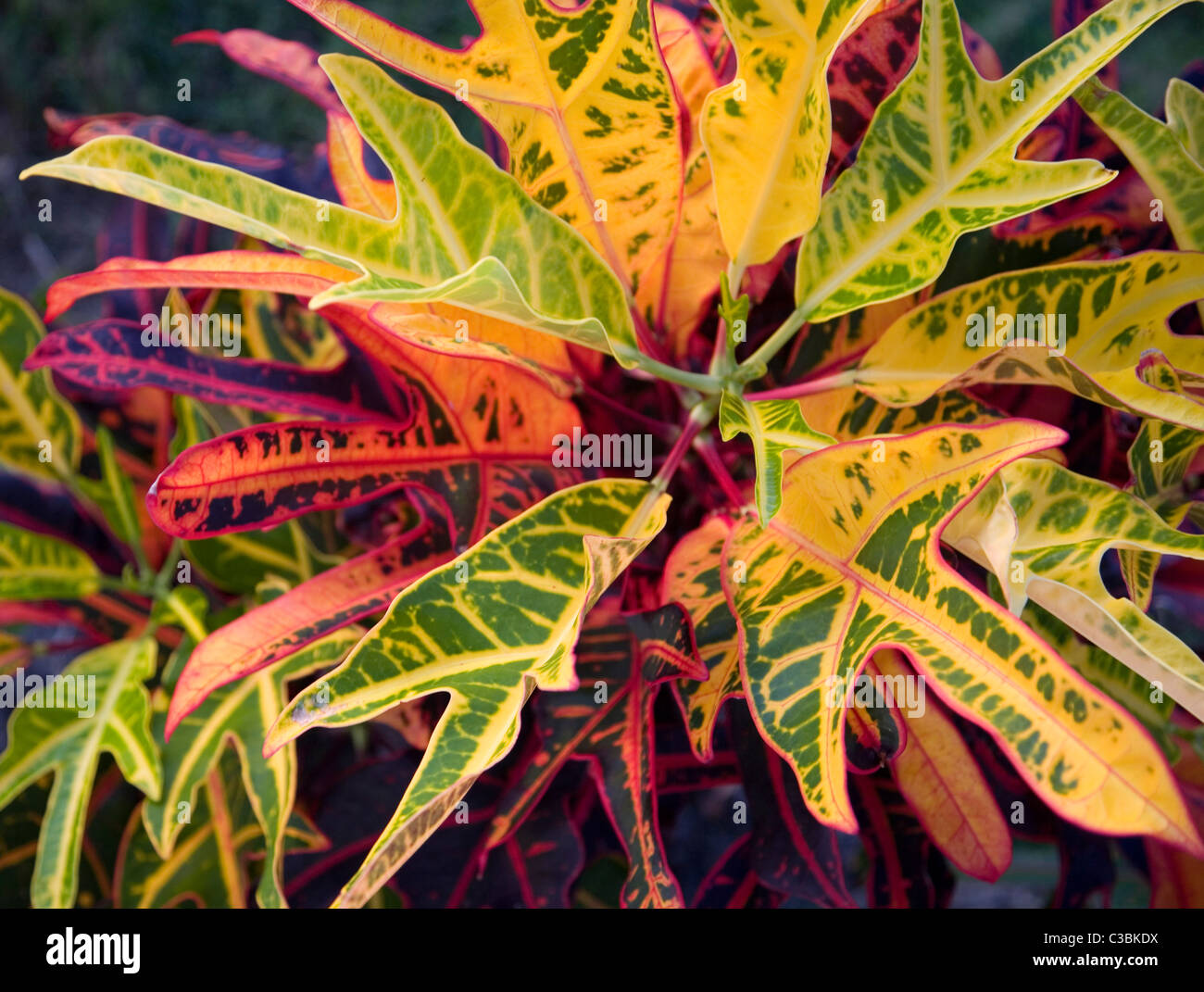 Crotons hires stock photography and images Alamy