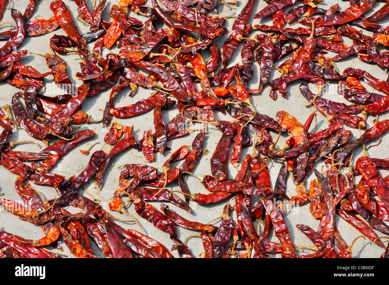 Dried hot Chilli Peppers at a spice store in India, Kerala, Kochi