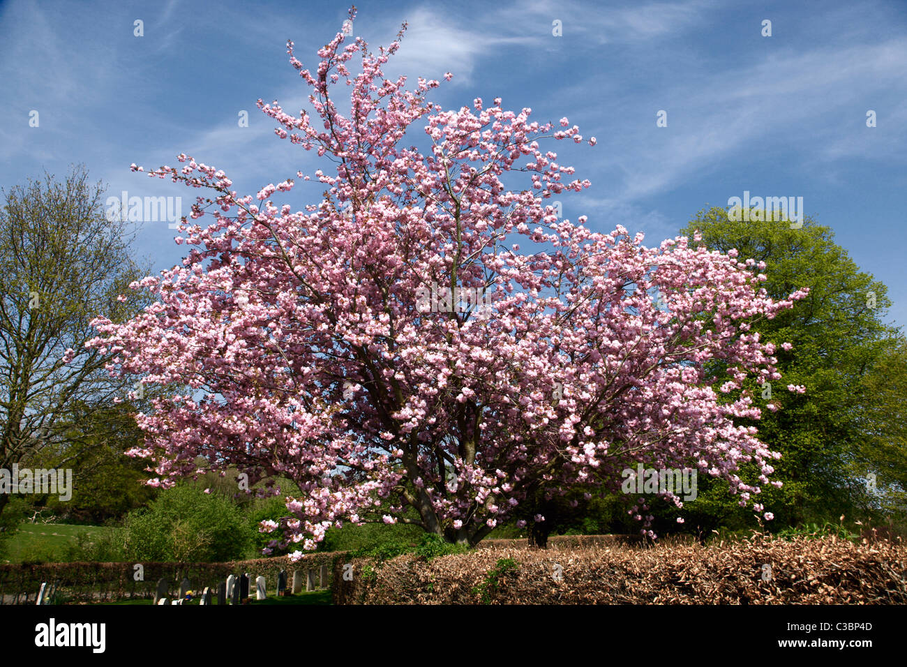 Télécharger gratuitement Images Prunus Kanzan Stock Photos Prunus Kanzan Stock Images Alamy