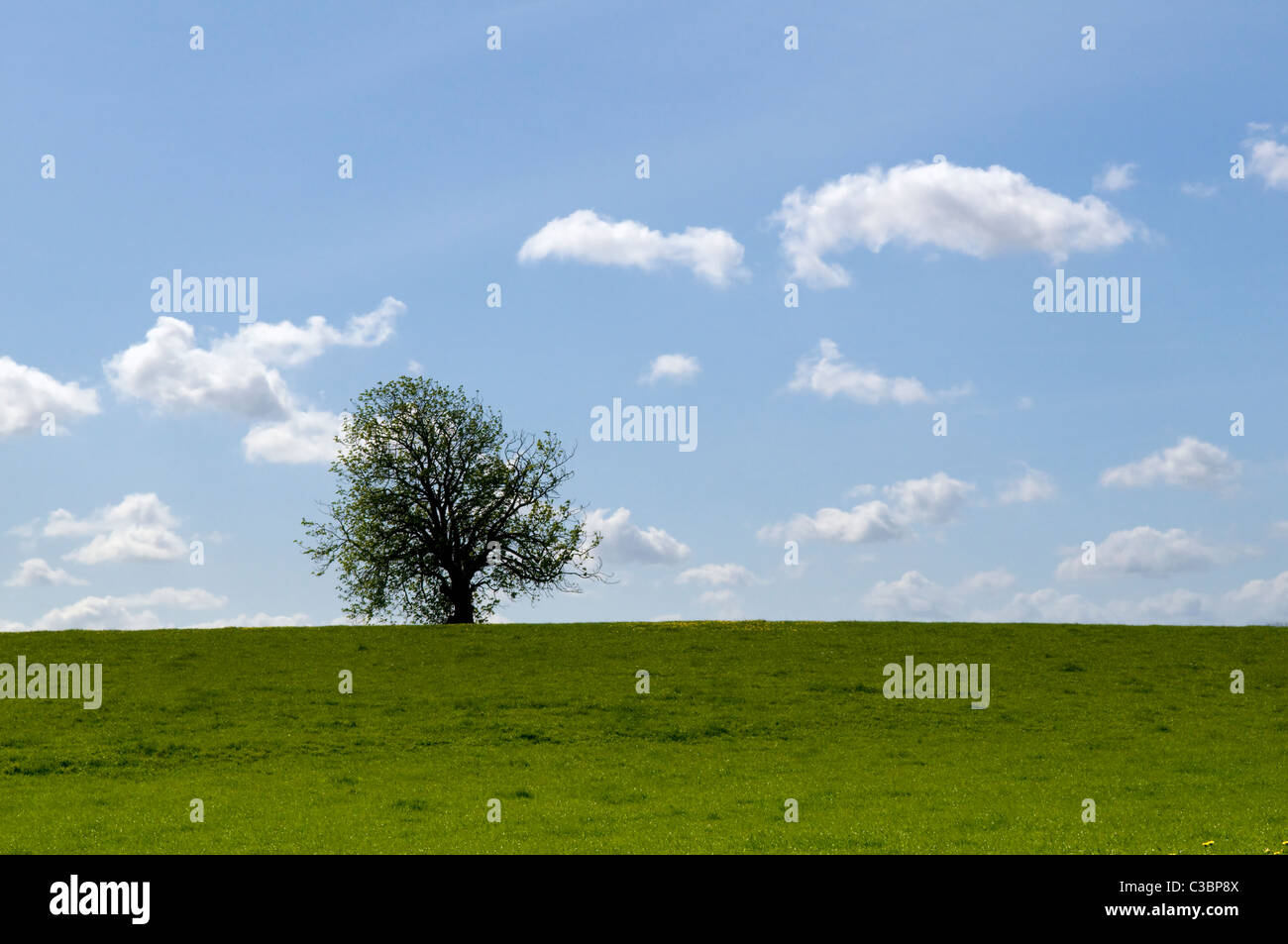 Horizon Line With Tree Example Tree with new spring leaves on horizon line with blue sky and green ...
