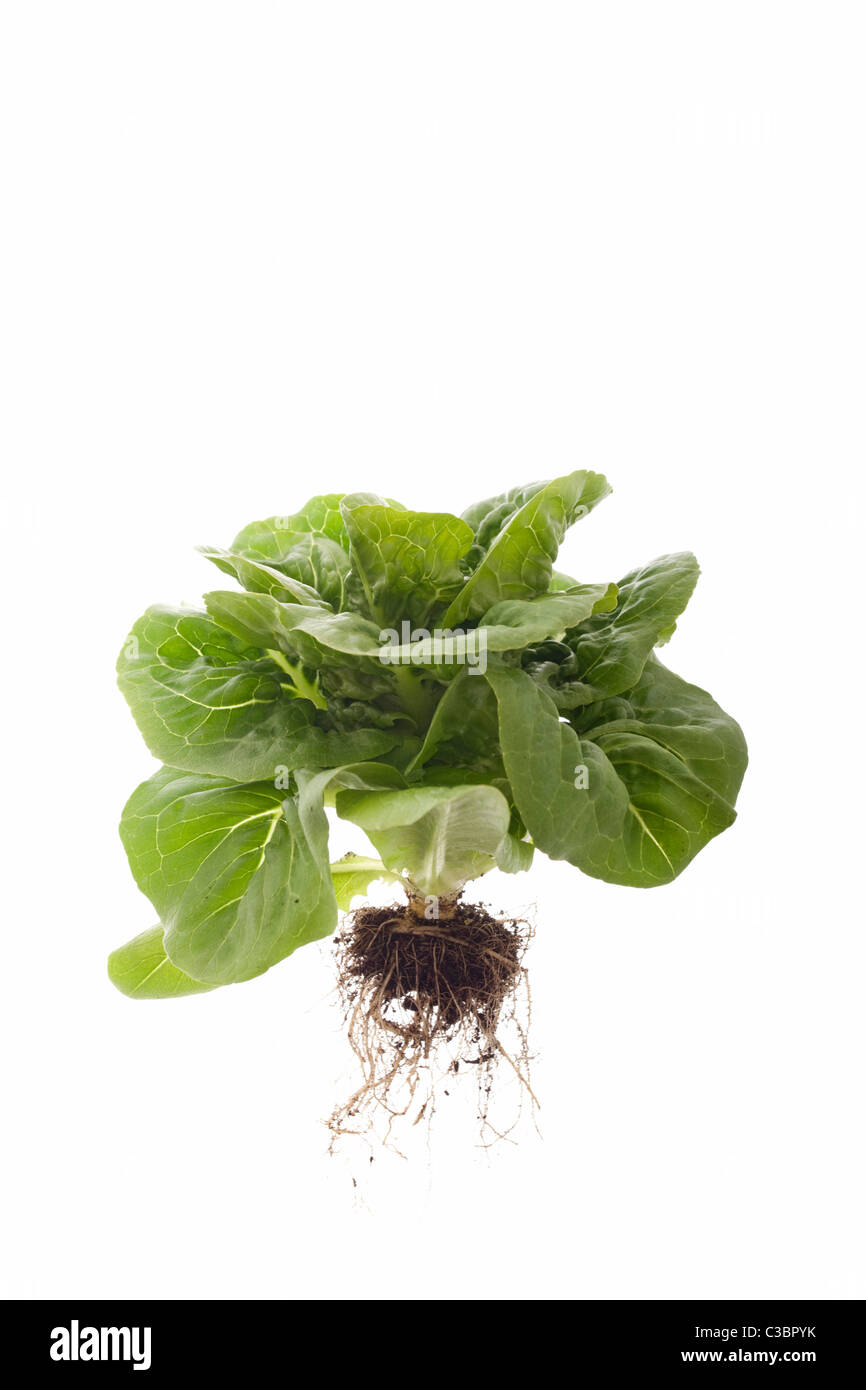 whole lettuce plant with roots isolated on white background Stock Photo