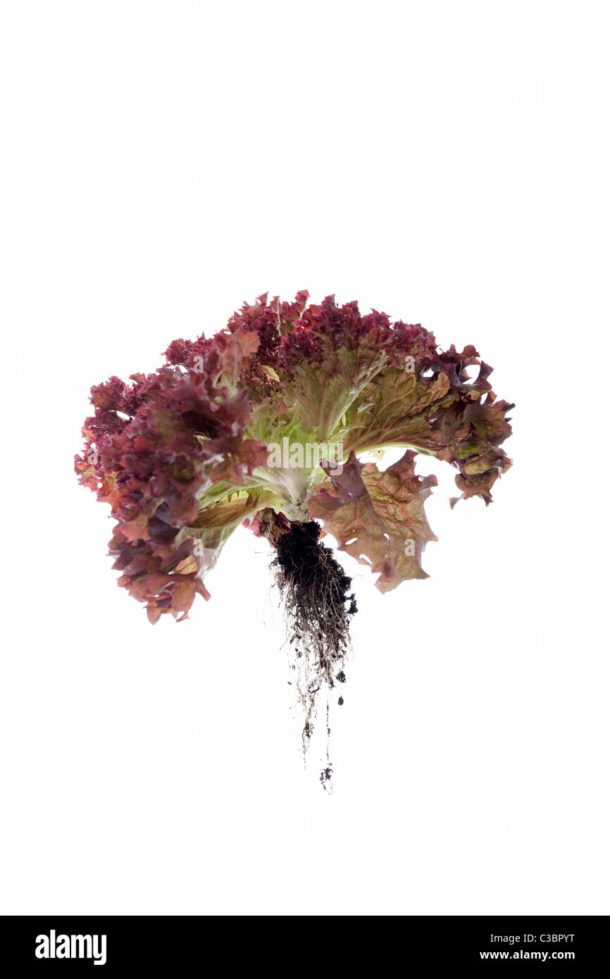 whole lollo rosso lettuce with roots isolated on white background Stock Photo