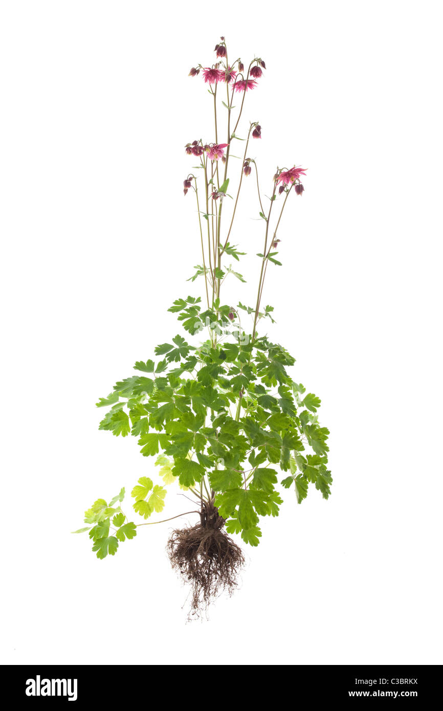 aquilegia vulgaris altrosa plant with roots isolated on white ...