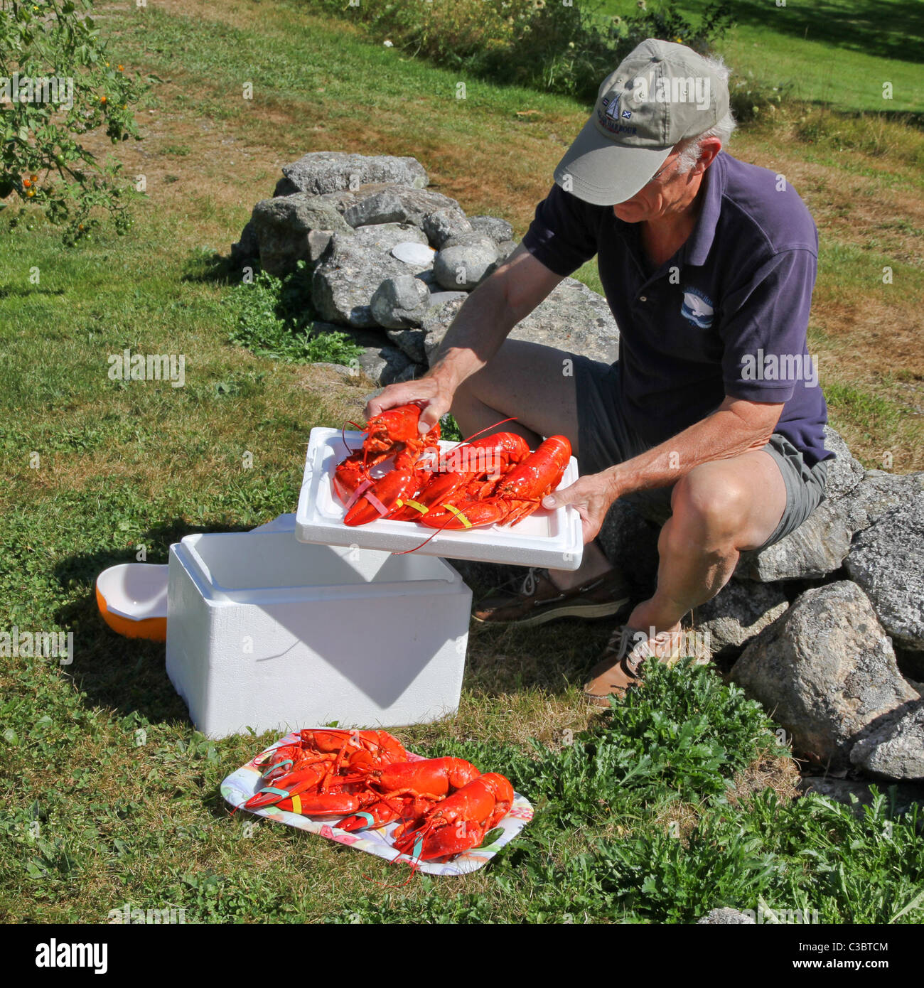 Maine red lobsters hires stock photography and images Alamy