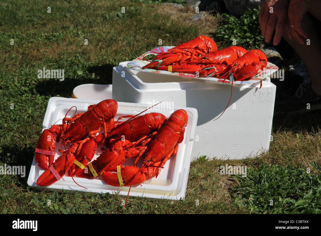 Pre cooked lobsters hires stock photography and images Alamy
