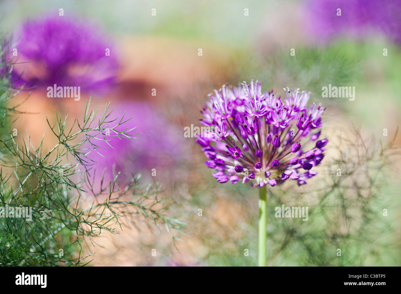 Allium hollandicum 'Purple Sensation'.  Ornamental Onion flower amongst Fennel foliage Stock Photo