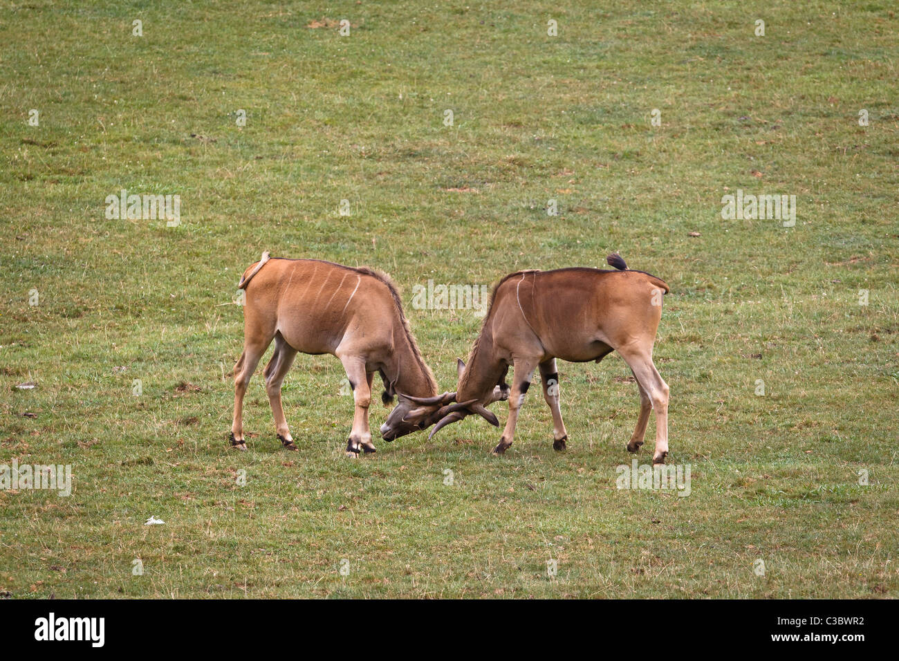 Two eland, taurotragus oryx fighting in a wild life park Stock Photo