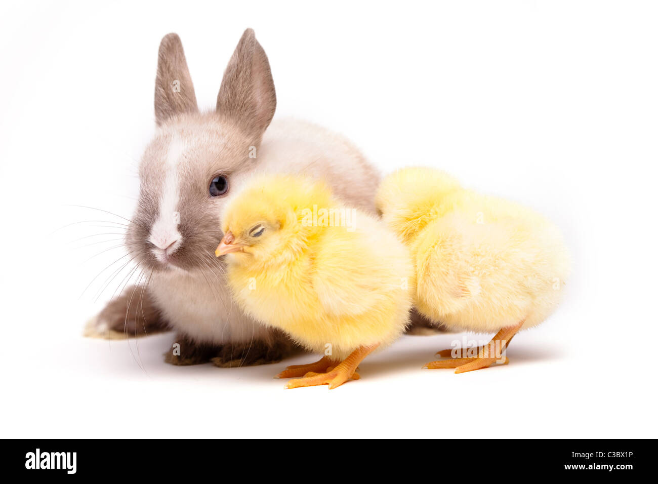 Yellow Chick and bunny over white background Stock Photo