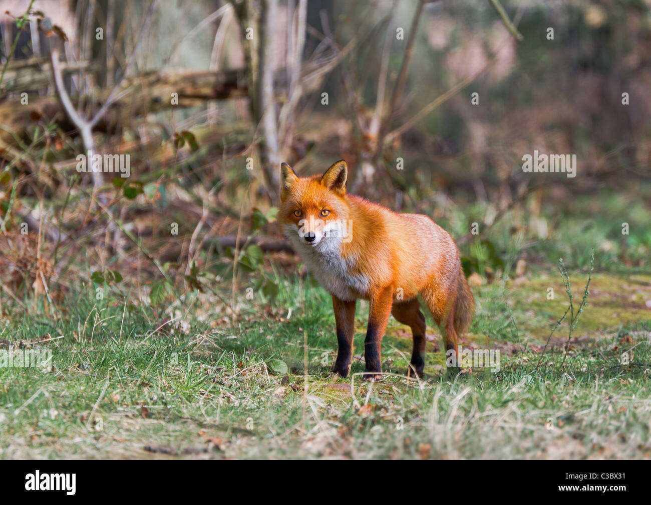 Red fox animal in the forest hi-res stock photography and images - Alamy