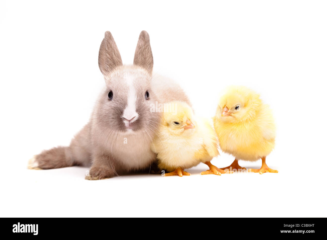 Yellow Chick and bunny over white background Stock Photo - Alamy