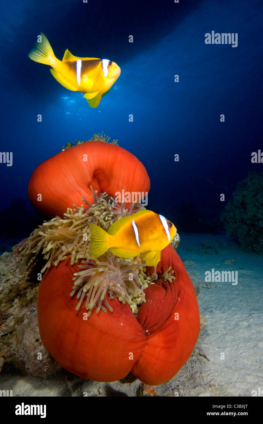 Magnificent anemone    Heteractis-magnifica and  Red Sea anemonefish   Amphiprion-bicinctus Stock Photo