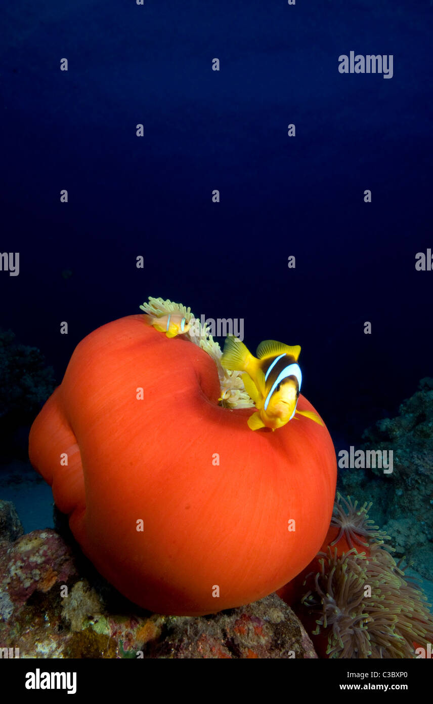 Magnificent anemone    Heteractis-magnifica and  Red Sea anemonefish   Amphiprion-bicinctus Stock Photo