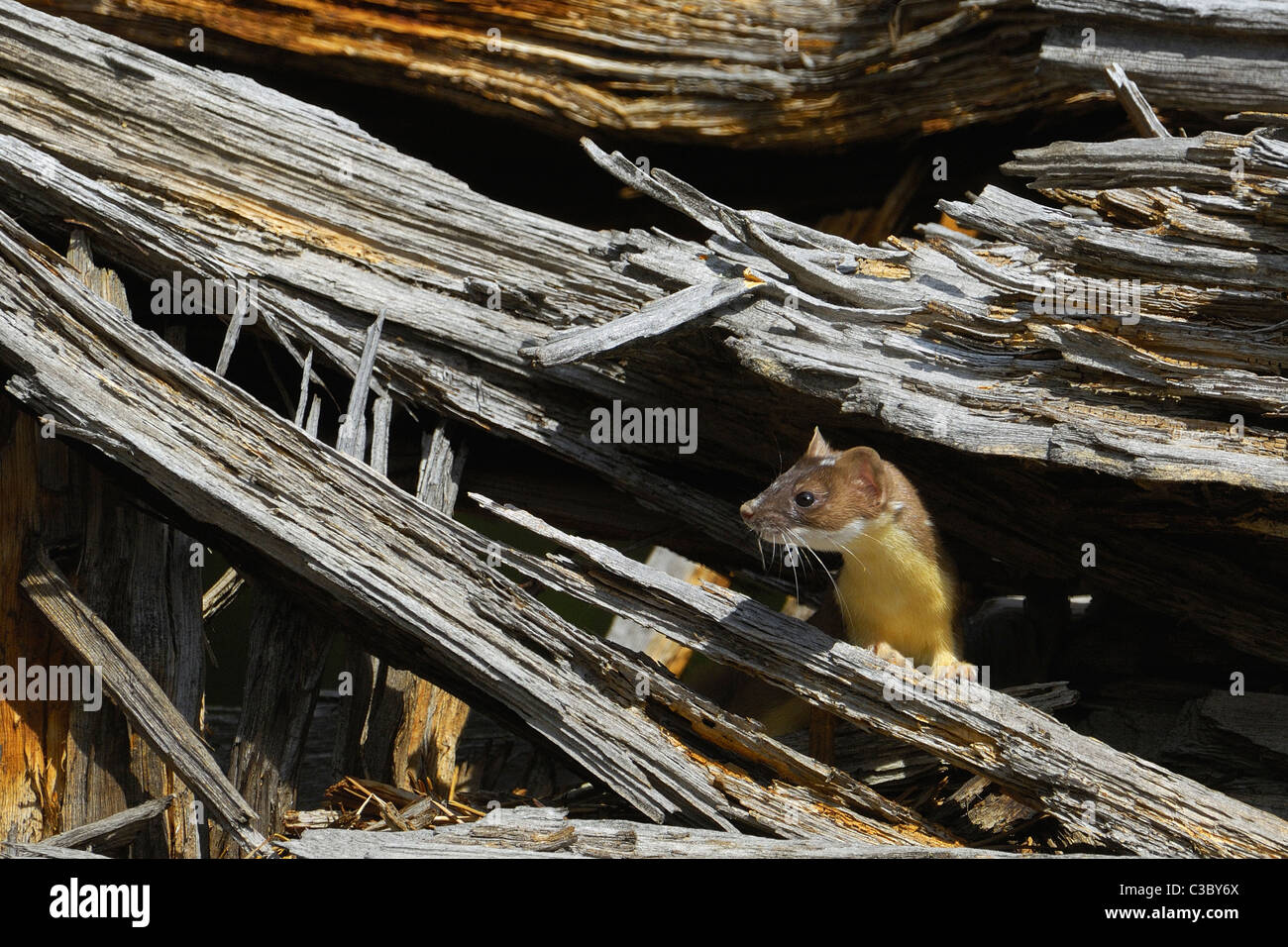 Long-tailed Weasel in Dead Tree Stock Photo