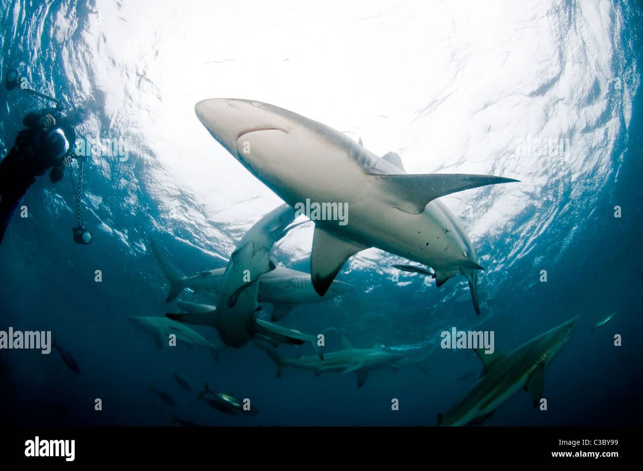 Blacktip shark   Carchahinus-limbatus Stock Photo