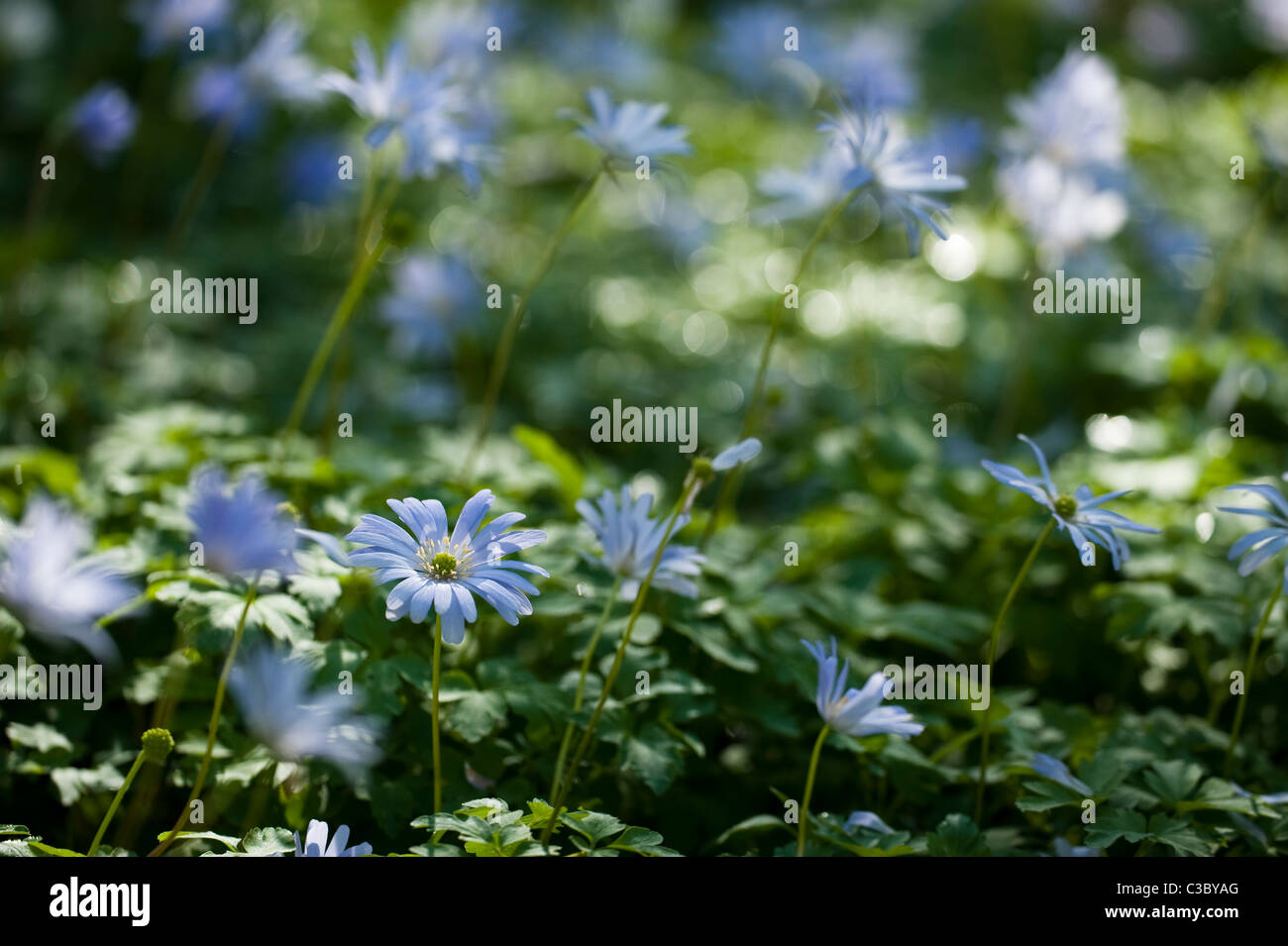 Anemone apennina, Blue Wood Anemones, in flower Stock Photo - Alamy