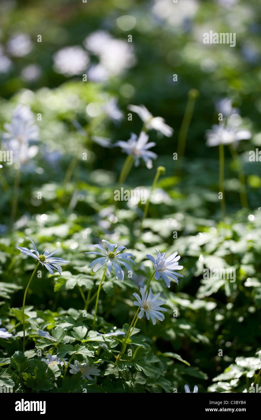 Anemone apennina, Blue Wood Anemones, in flower Stock Photo Alamy
