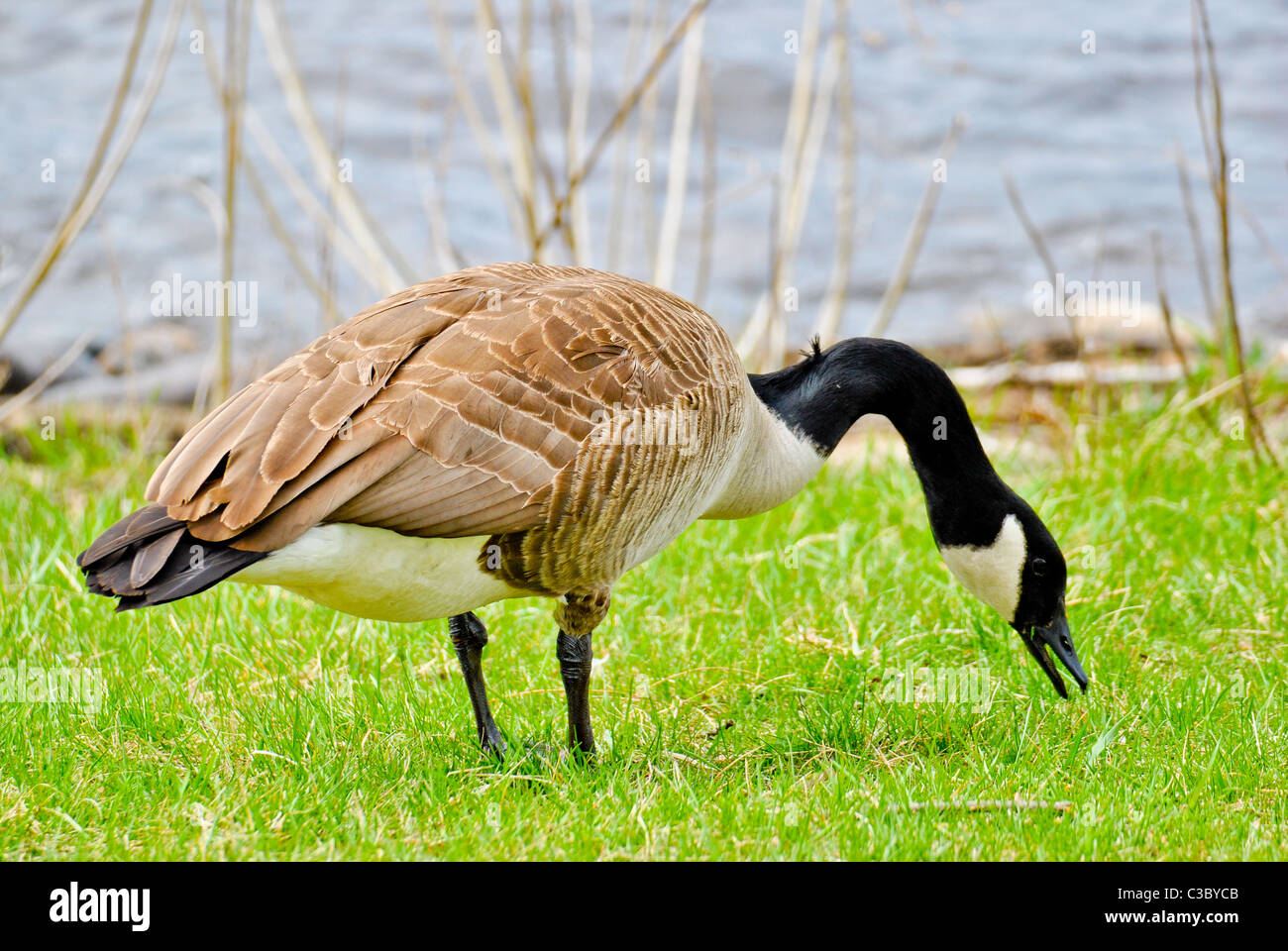 Canada goose madrid clearance zoo