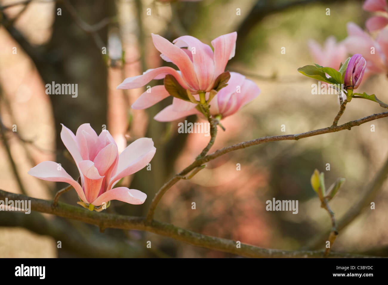 Magnolia sprengeri in bloom Stock Photo