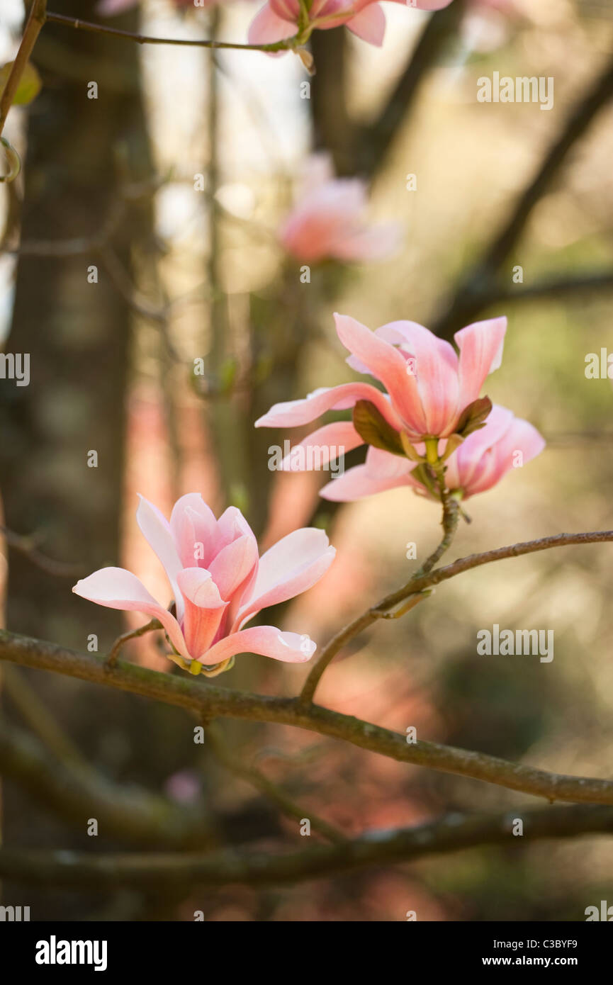 Magnolia sprengeri in bloom Stock Photo