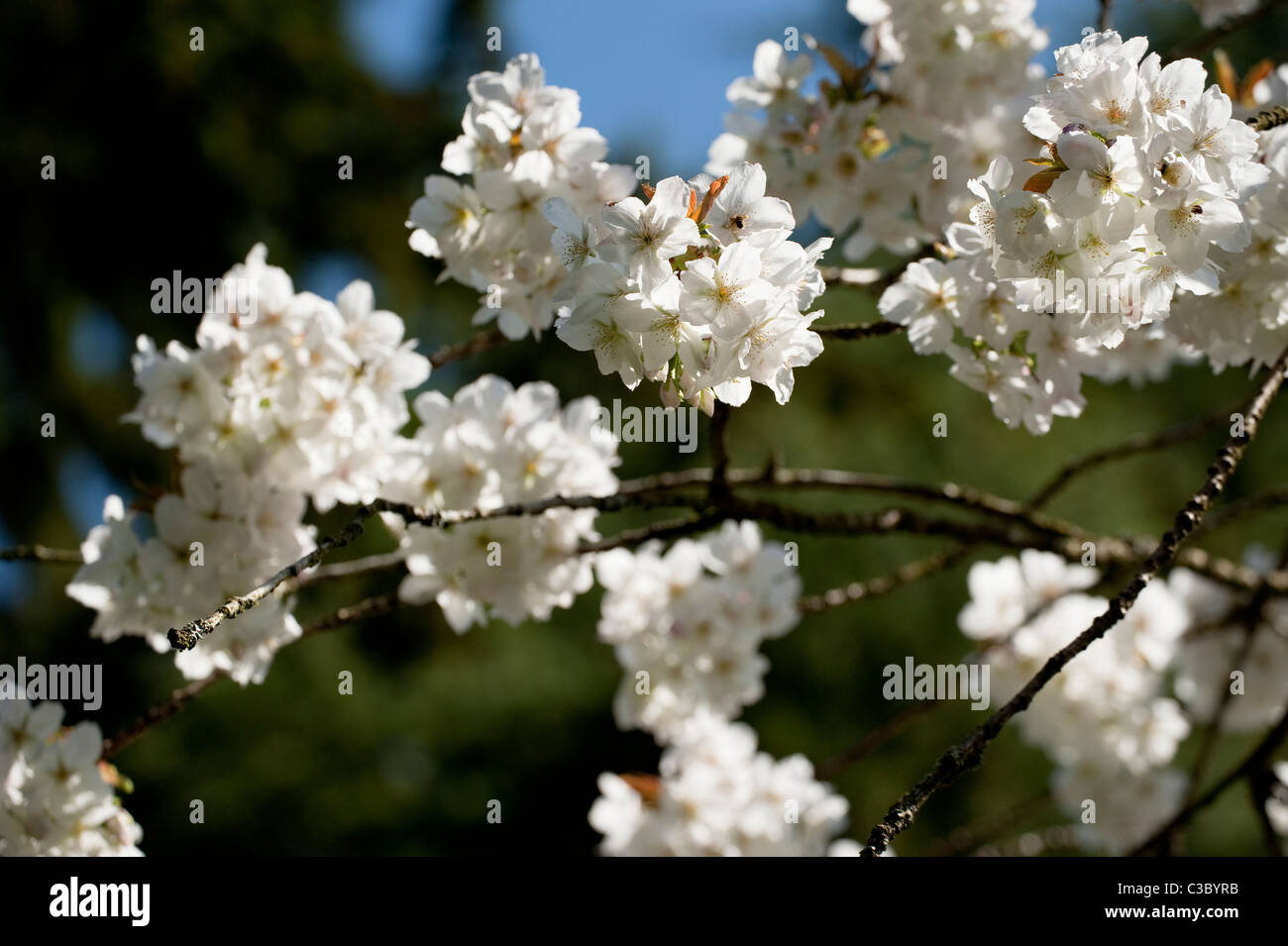 Prunus serrulata ‘Tai Haku’, Great White or Hill Cherry, in flower Stock Photo