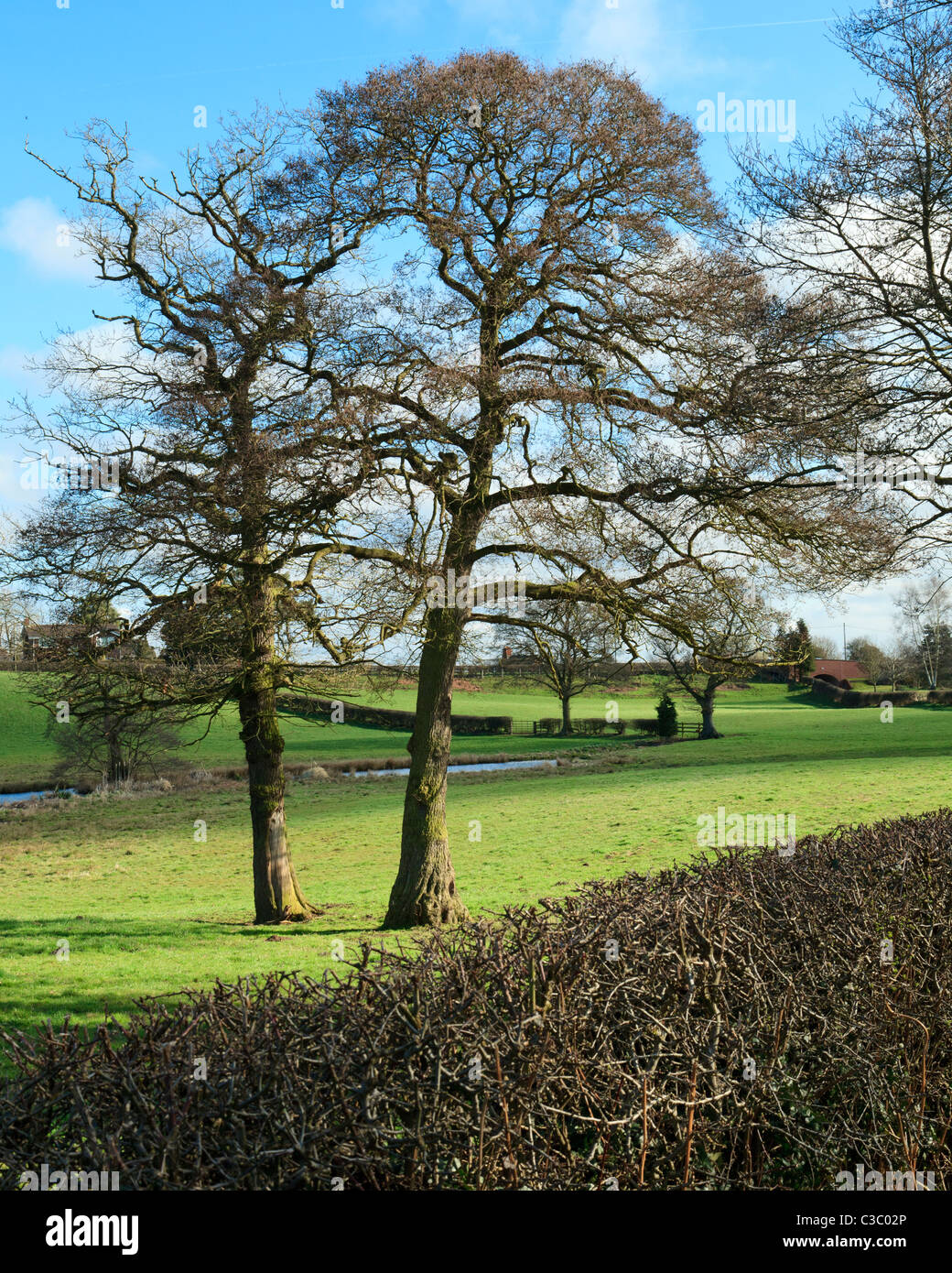 Two trees in a field Stock Photo - Alamy