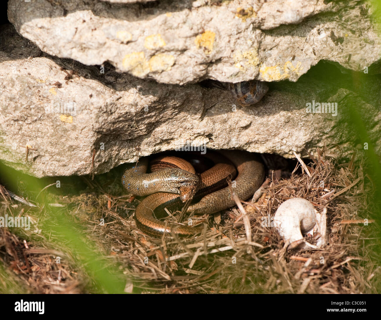 Mating Slow Worms, Anguis fragilis Stock Photo