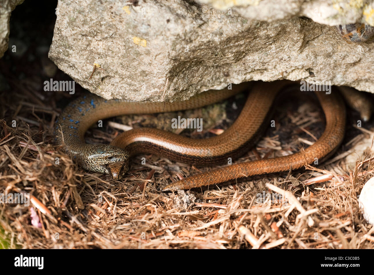 Mating Slow Worms Anguis Fragilis Stock Photo Alamy