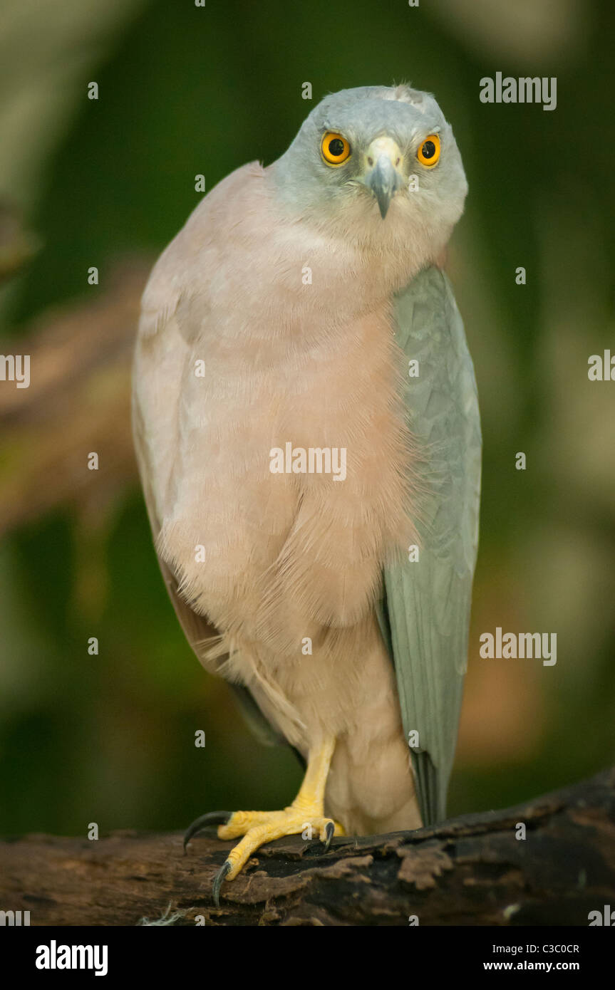 Fijian Sparrow Hawk or Goshawk (Reba accipiter rufitorques); Kula Eco Park, Coral Coast, Viti Levu, Fiji. Stock Photo