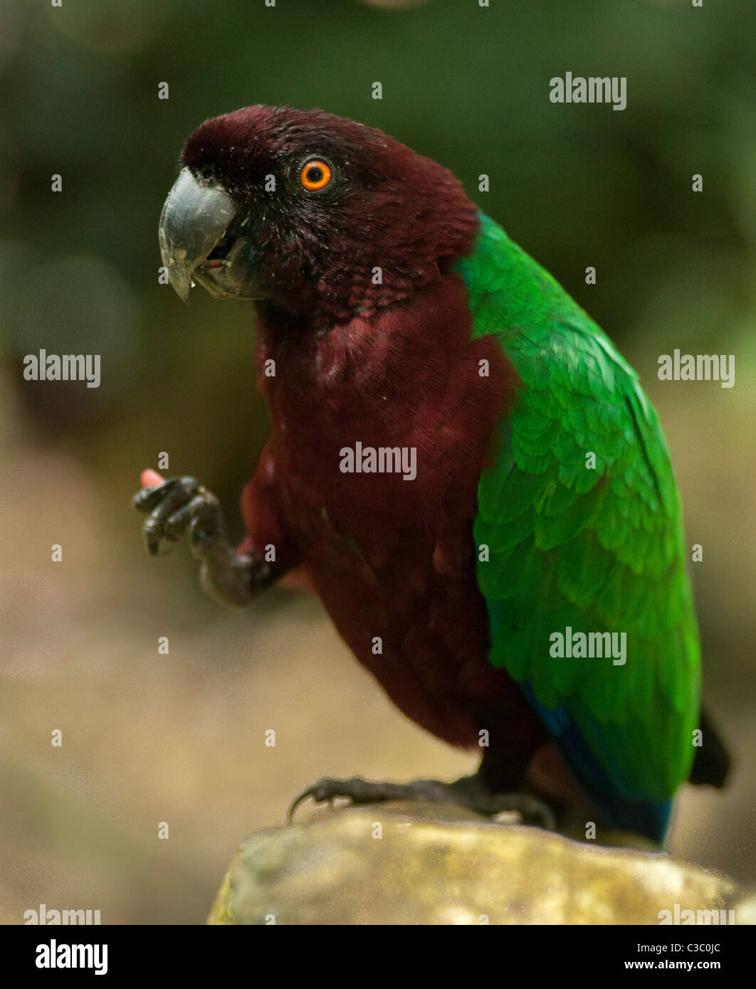 Red-breasted musk-parrot or Kaka (Prosopeia koroensis); Kula Eco Park, Viti Levu, Fiji. Stock Photo