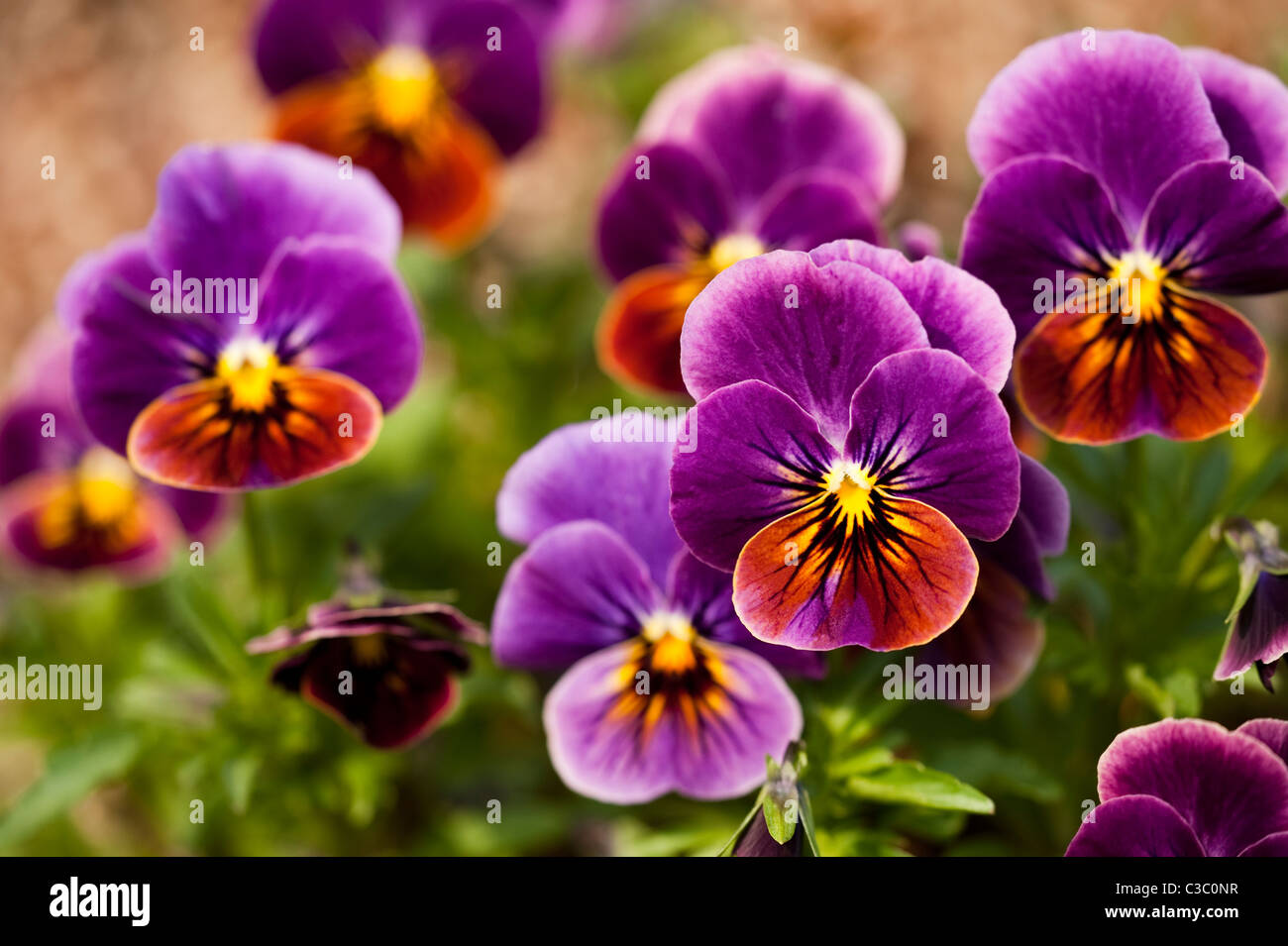 Viola F1 Antique Shades in bloom Stock Photo