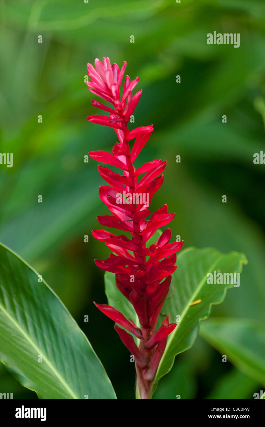 Red Ginger; Kula Eco Park, Viti Levu, Fiji. Stock Photo