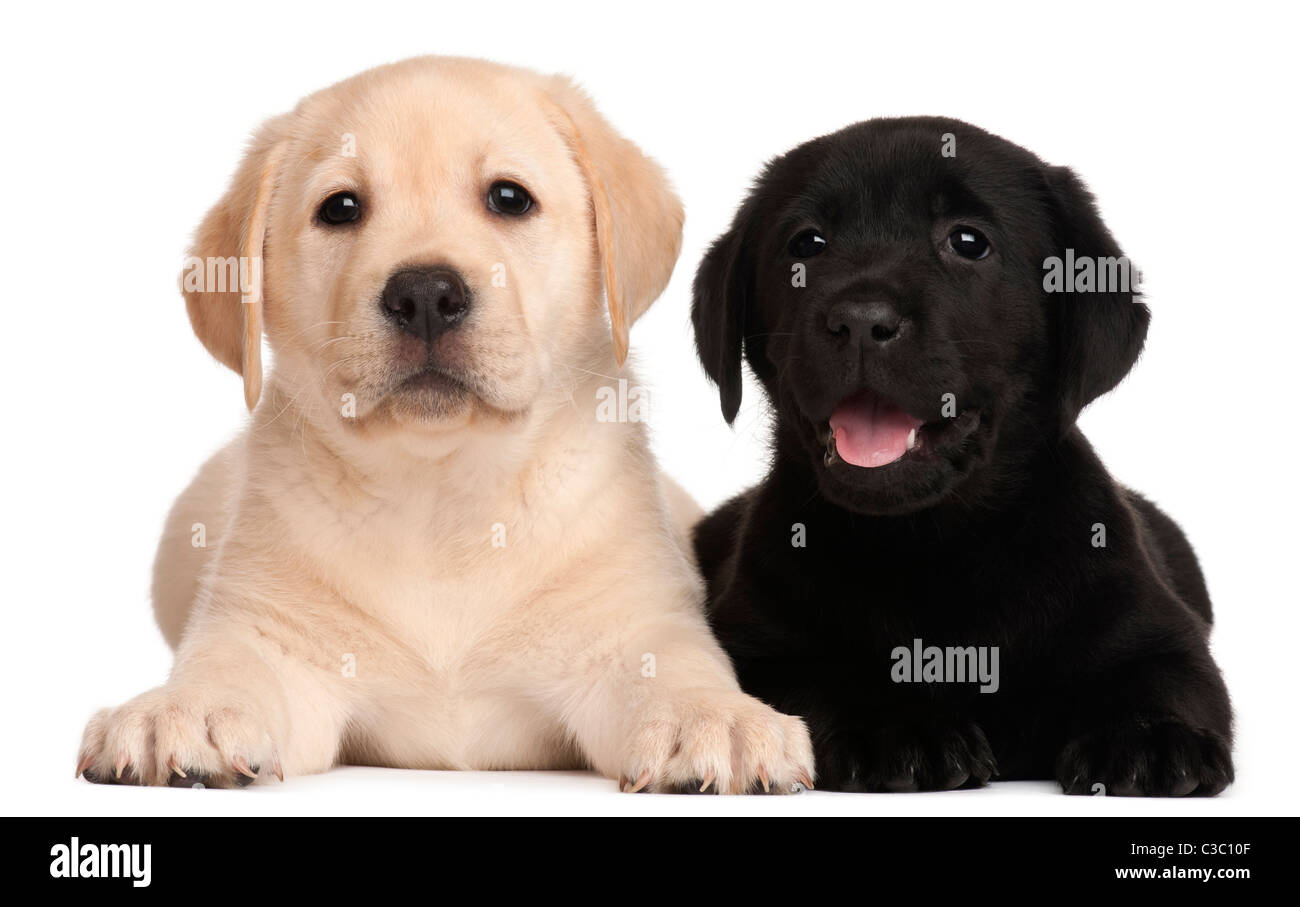 Two Labrador puppies, 7 weeks old, in front of white background Stock Photo