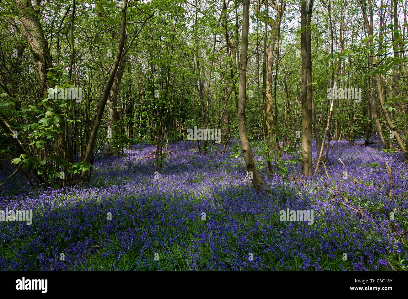 English Bluebells in Essex. Stock Photo
