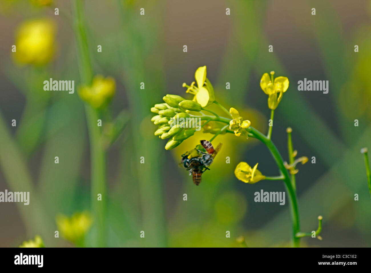 Black mustard harvest india hires stock photography and images Alamy