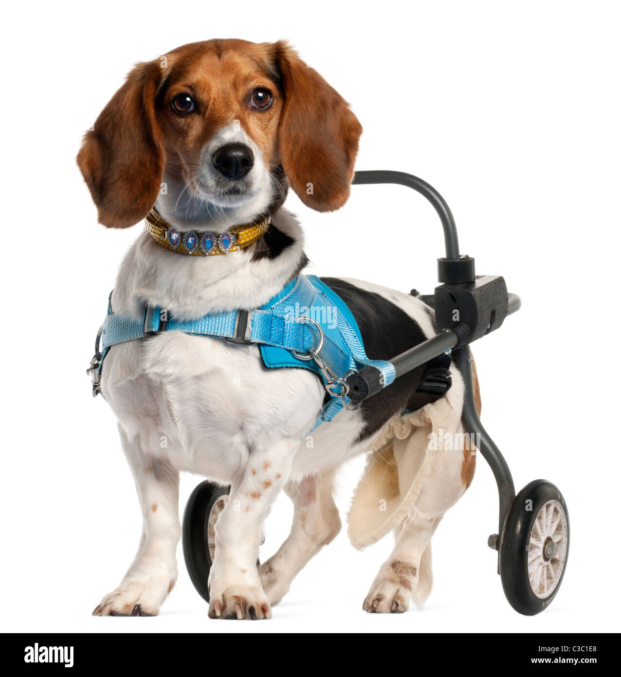 Paralyzed handicapped Basset Artésien Normand dog, 8 years old, in front of white background Stock Photo