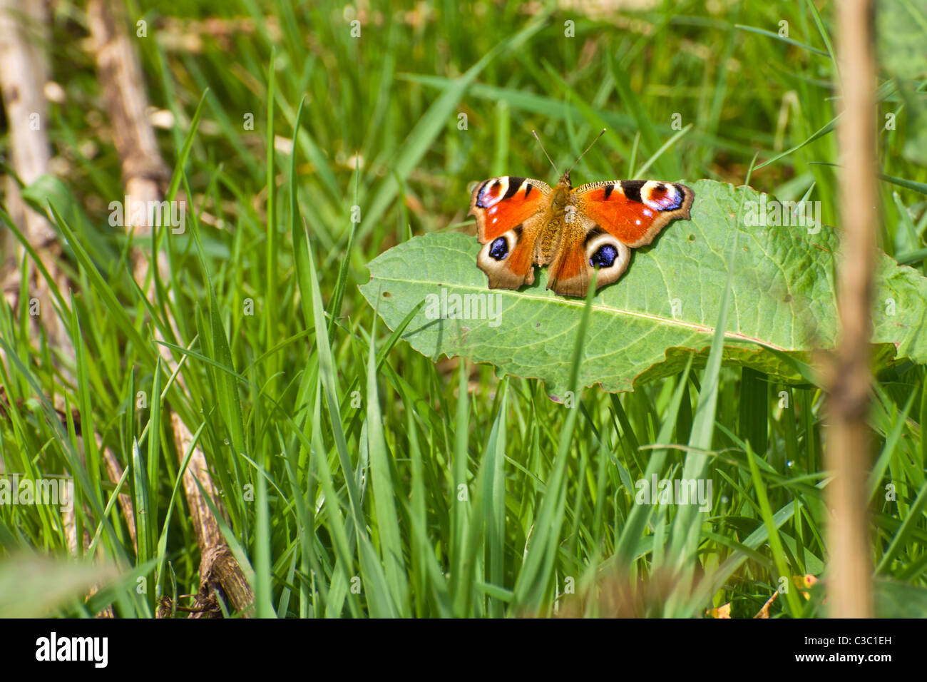 Peacock butterfly on Dock leaf amongst grass - wings spread Stock Photo ...