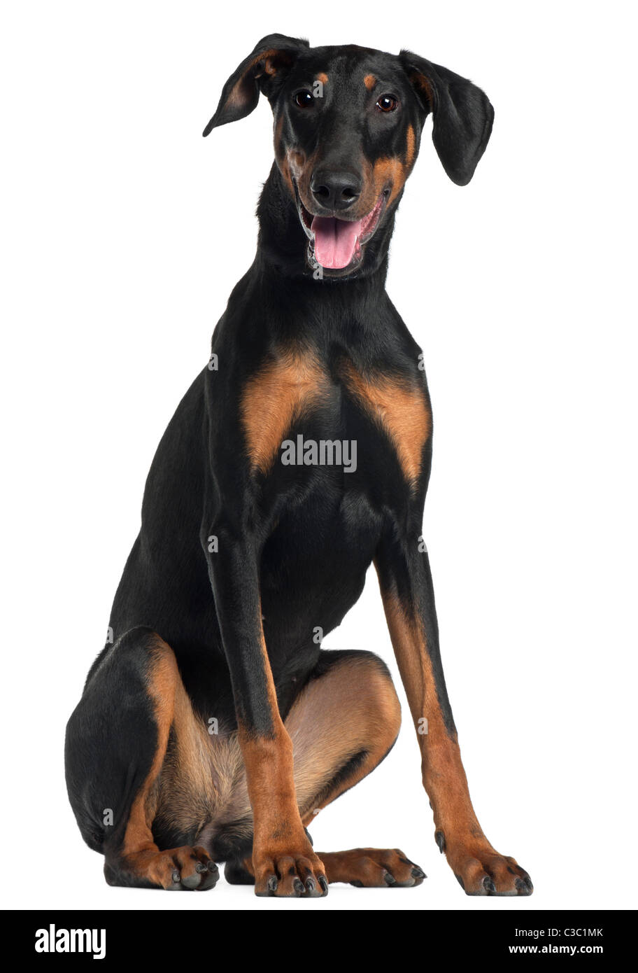 Doberman Pinscher, 8 and a half months old, sitting in front of white background Stock Photo