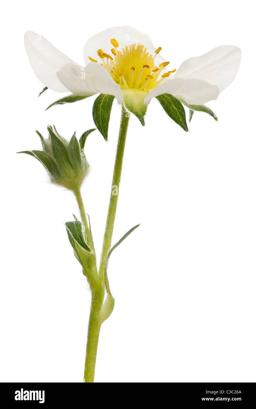 Flower of garden strawberry, Fragaria ananassa, in front of white background Stock Photo