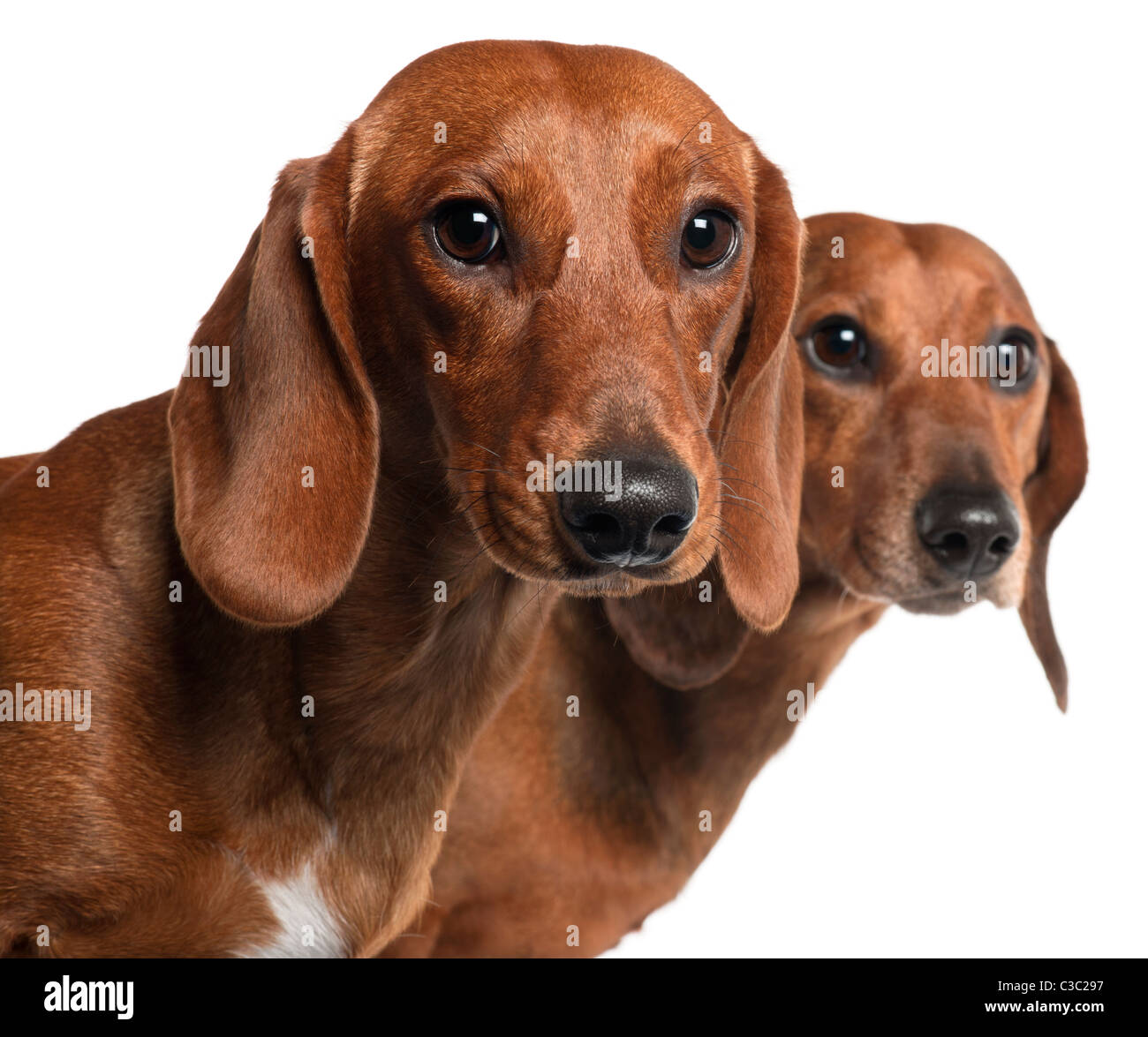 Close-up of Dachshunds, 4 years old and 7 months old, in front of white background Stock Photo