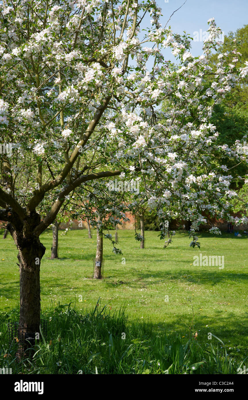 Apple blossom orchard hi-res stock photography and images - Alamy