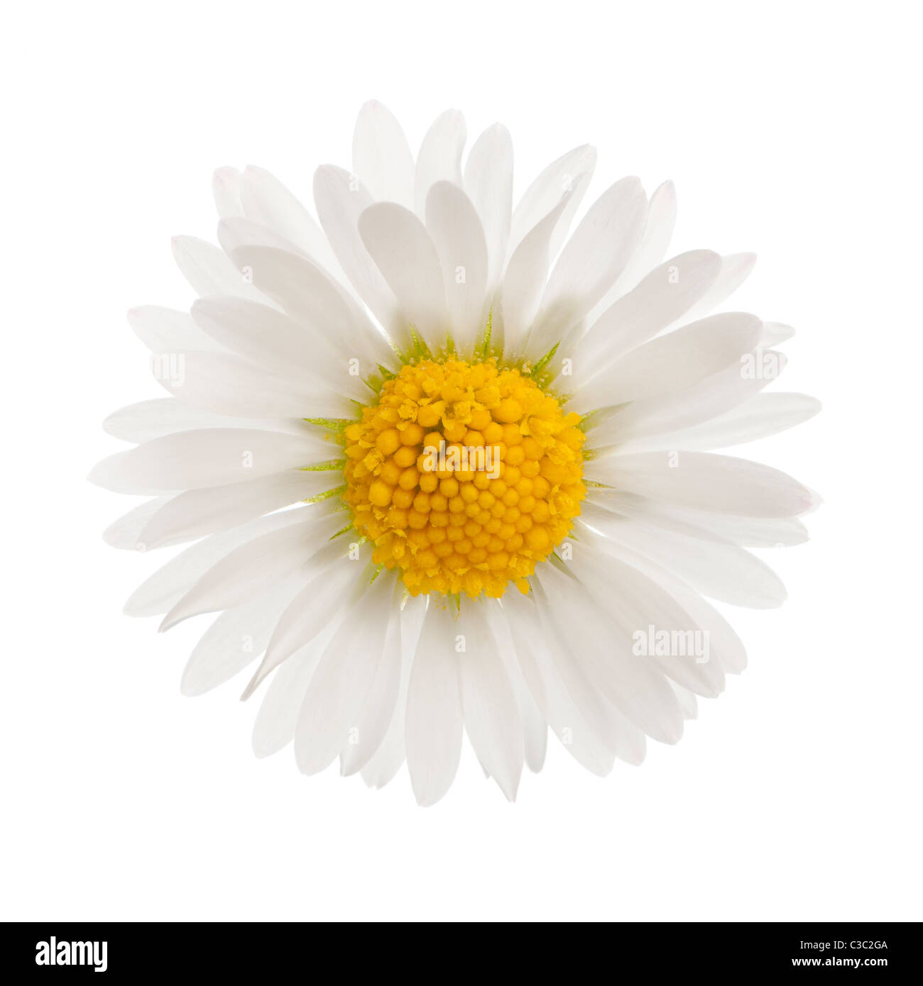 Daisy, Bellis perennis, in front of white background Stock Photo