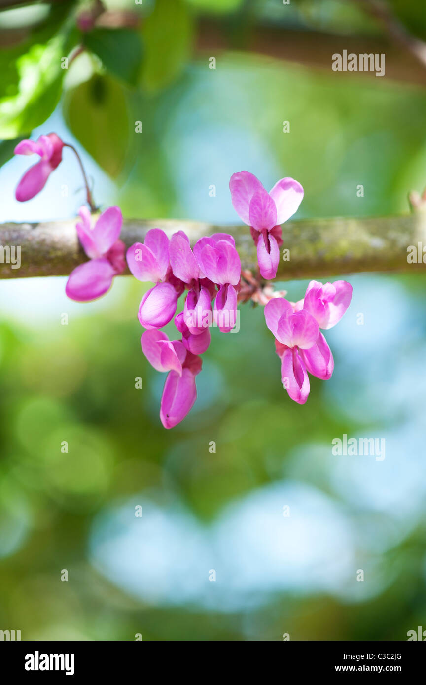 Cercis siliquastrum. Judas tree flower blossom Stock Photo