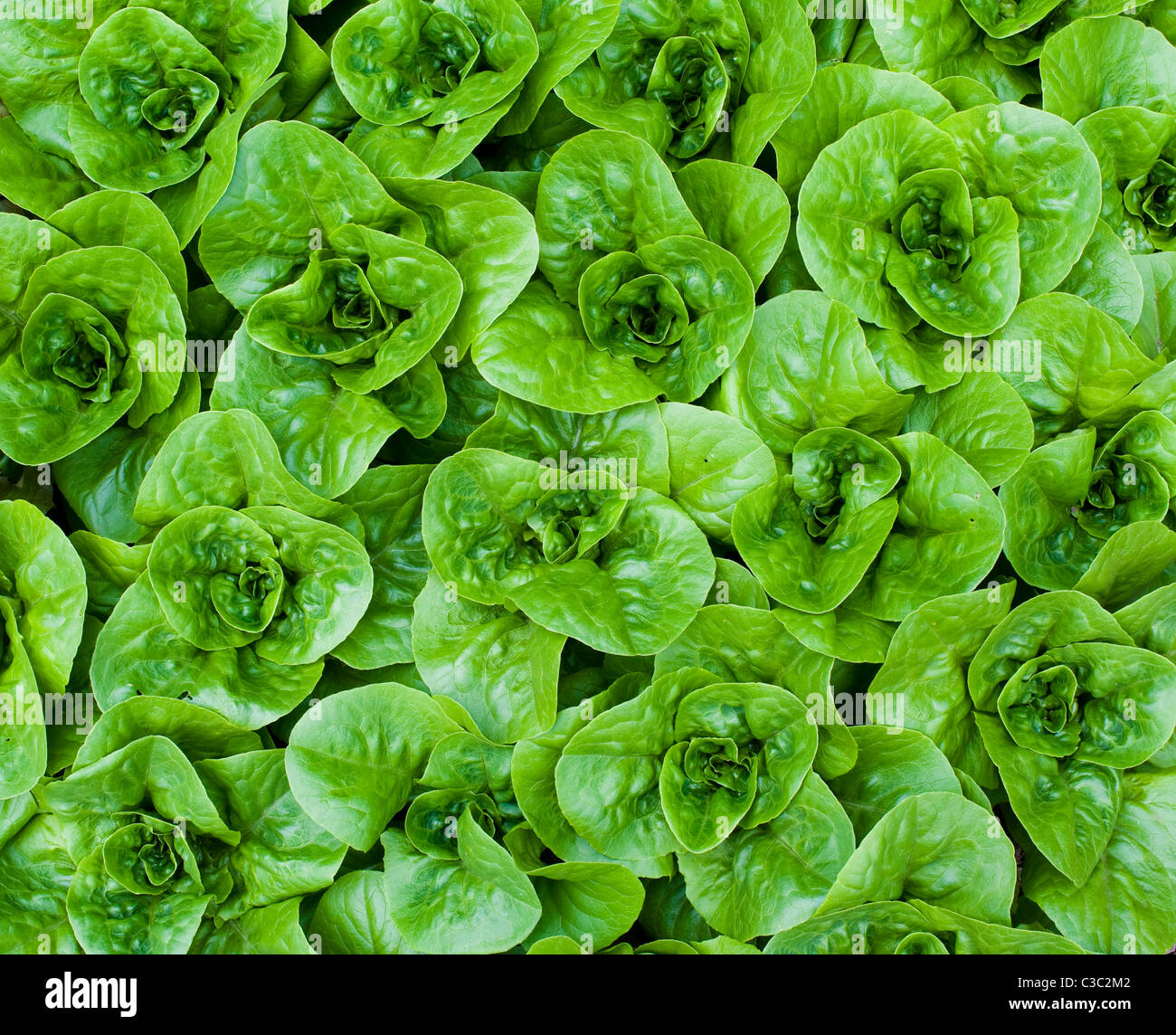 Organic Cos lettuce plants growing in a polytunnel Stock Photo Alamy