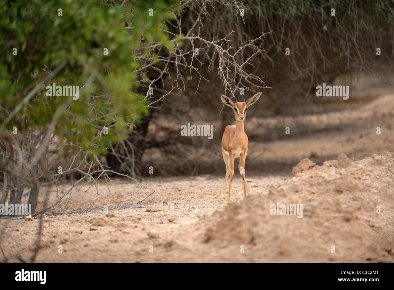 Young sand gazelle (Gazella subgutturosa marica) among scrub vegetation on Sir Bani Yas Island Stock Photo