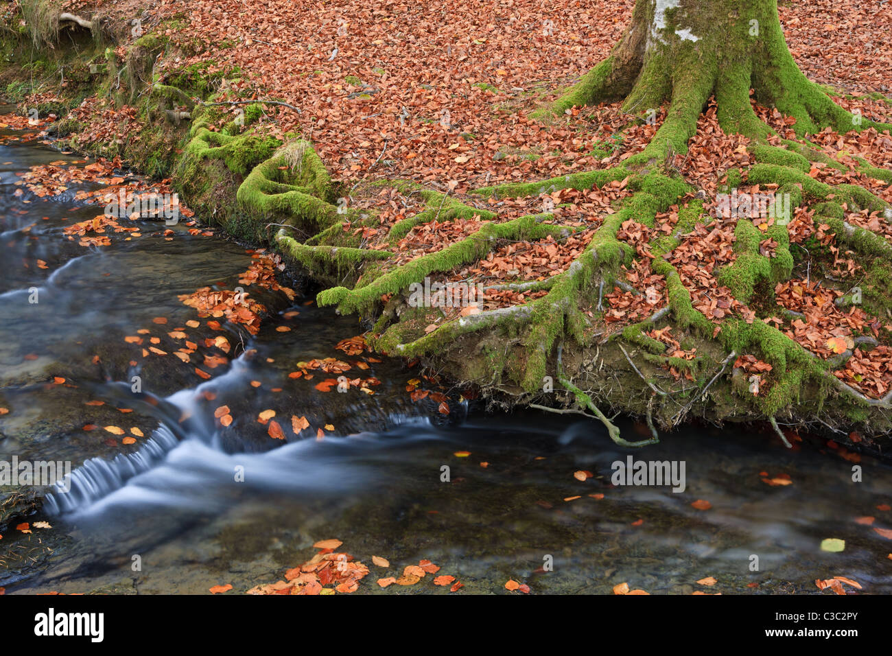Autumn brook with mini waterfalls flowing in Otzarreta Forest, Bizkaia, Spain Stock Photo
