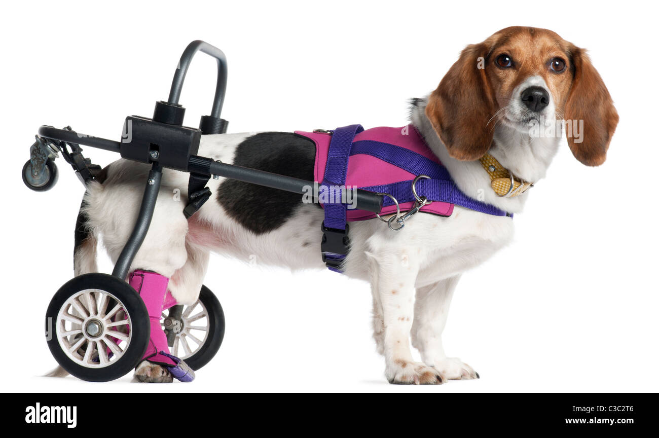 Paralyzed handicapped mixed-breed dog, 8 years old, in front of white background Stock Photo