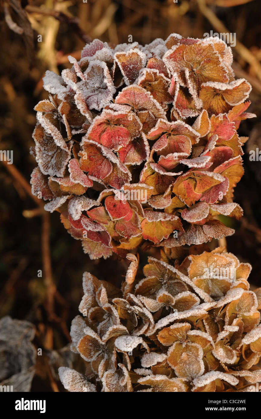 Hoar frost on the old flowers of a Hydrangea macrophylla on a sunny winter morning Stock Photo